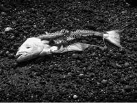 Fillet & Release